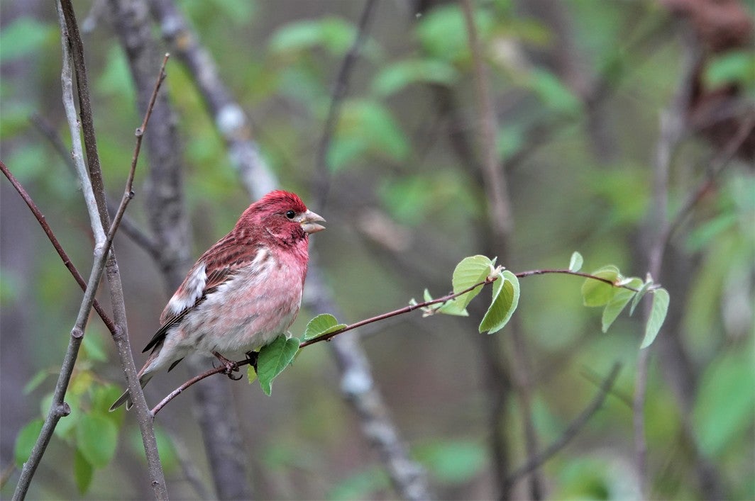 Congratulations on Your New Purple Finch! | Audubon